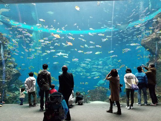 Acuario de Shinagawa